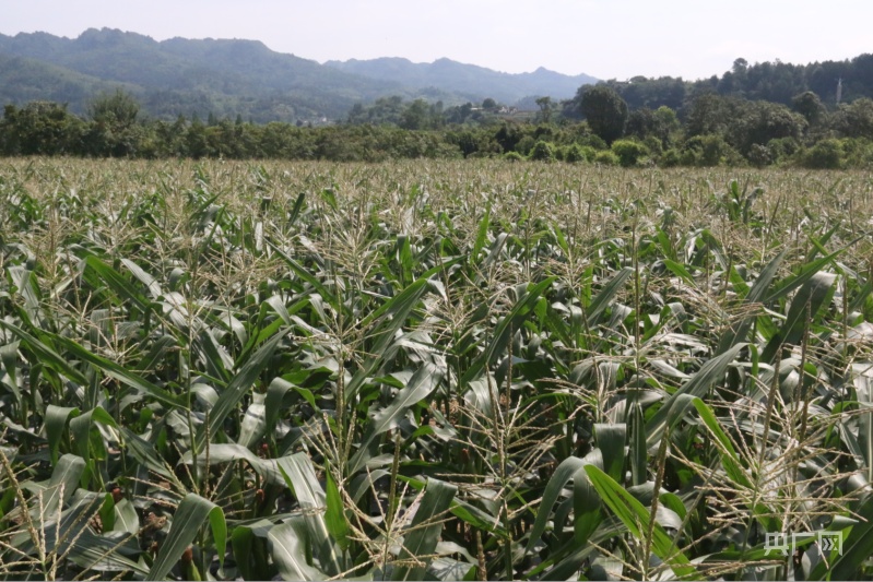 贵州金沙：新种类玉米奏响“增收曲”